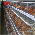 Argélia Frango Farm Layer Poultry Gages À Venda